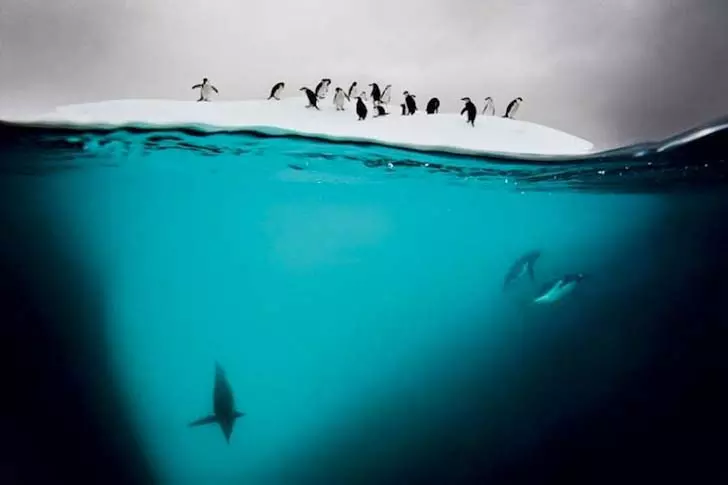 20-amazing-facts-you-never-knew-about-antarctica_4