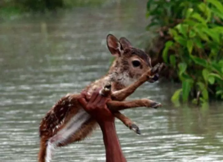 10-unbelievable-stories-of-people-doing-things-for-animals_6