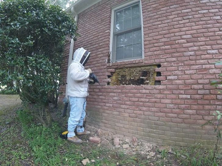 A Woman Heard Noises Coming From The Walls, Later She Realized What's Making Them_14