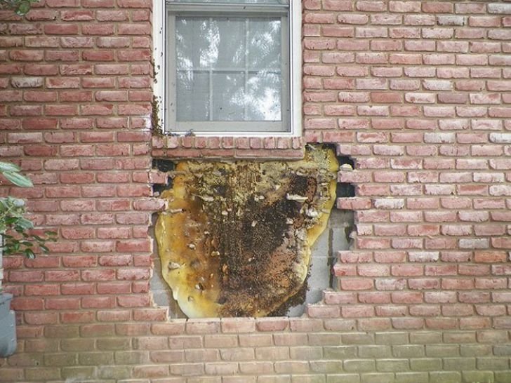 A Woman Heard Noises Coming From The Walls, Later She Realized What's Making Them_15
