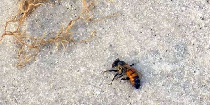 A Woman Heard Noises Coming From The Walls, Later She Realized What's Making Them_16