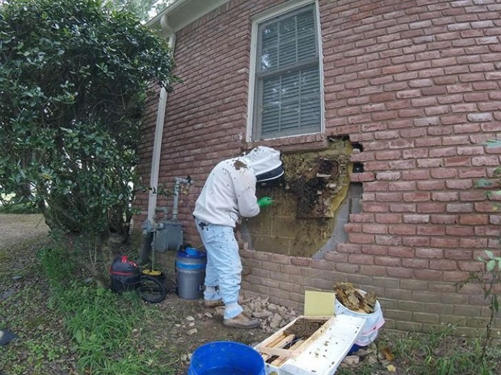 A Woman Heard Noises Coming From The Walls, Later She Realized What's Making Them_17