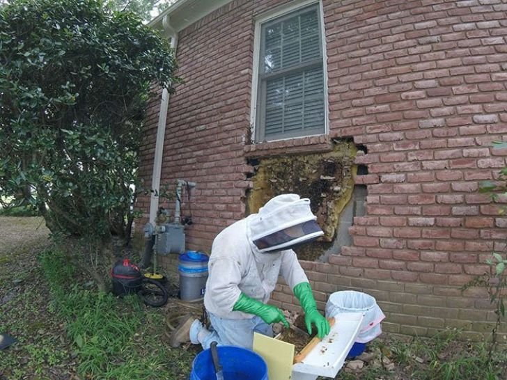 A Woman Heard Noises Coming From The Walls, Later She Realized What's Making Them_18